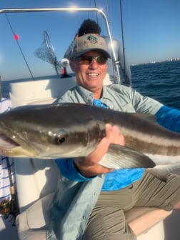 Cobia Fishing in Sarasota, Florida