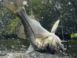 Snook Fishing in Jupiter, Florida