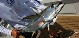 Tarpon fishing in San Juan, Puerto  Rico