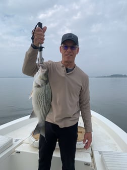 Hybrid Striped Bass Fishing in Willis, Texas