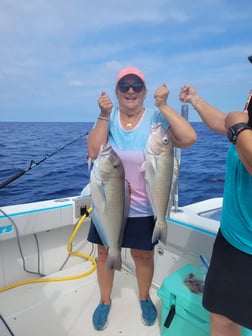 Blackfin Tuna Fishing in Key Largo, Florida