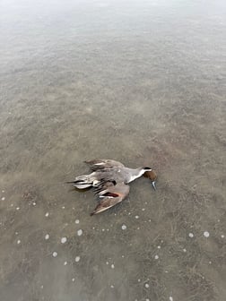 Fishing in South Padre Island, Texas