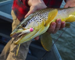 Brown Trout Fishing in Johnson City, Tennessee