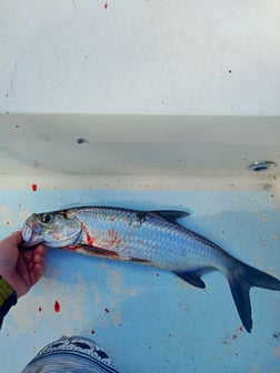 Fishing in Melbourne, Florida