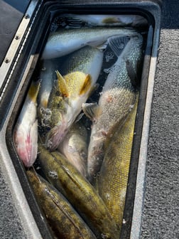 Walleye Fishing in Port Clinton, Ohio