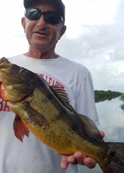 Peacock Bass Fishing in Fort Lauderdale, Florida