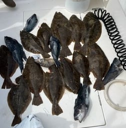 Flounder Fishing in Montauk, New York