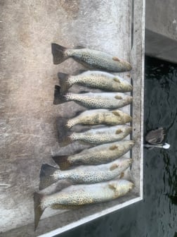 Speckled Trout Fishing in Bradenton, Florida