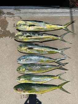 Mahi Mahi / Dorado fishing in Naples, Florida