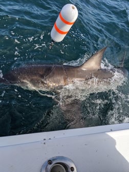 Mako Shark Fishing in Freeport, New York, USA