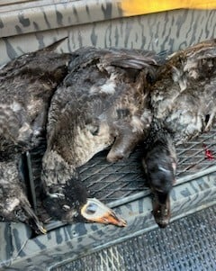 Bufflehead Hunting in Panama City, Florida