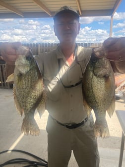 Crappie fishing in Zapata, Texas