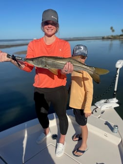 Snook Fishing in Sarasota, Florida