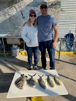 Jack Crevalle Fishing in Destin, Florida