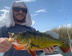 Peacock Bass Fishing in Palmetto Bay, Florida