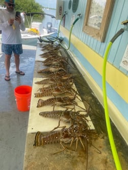 Lobster Fishing in Tampa, Florida