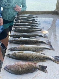 Speckled Trout Fishing in Ingleside, Texas