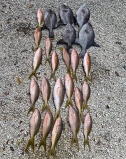 Lionfish, Triggerfish, Vermillion Snapper Fishing in Key Largo, Florida