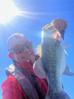 Largemouth Bass Fishing in Austin, Texas