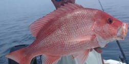 Red Snapper Fishing in Clearwater, Florida