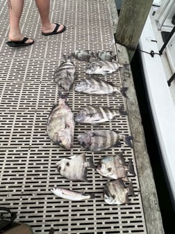 Sheepshead, Spadefish Fishing in Gulf Shores, Alabama