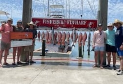 False Albacore, Kingfish, Red Snapper Fishing in Port Aransas, Texas