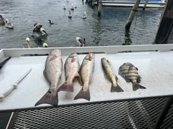 Redfish, Speckled Trout Fishing in Crystal River, Florida