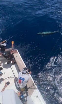 Yellowfin Tuna Fishing in Galveston, Texas