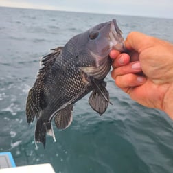 Amberjack fishing in Stone Harbor, New Jersey