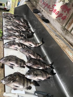 Sheepshead Fishing in Biloxi, Mississippi