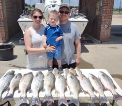 Hybrid Striped Bass Fishing in Runaway Bay, Texas