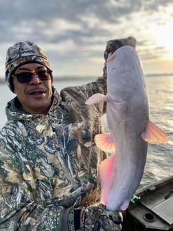 Blue Catfish Fishing in Dallas, Texas