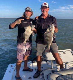 Black Drum Fishing in South Padre Island, Texas