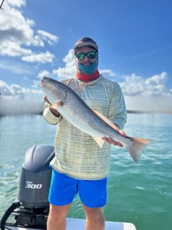 Redfish Fishing in St. Petersburg, Florida