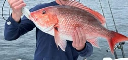 Goliath Grouper Fishing in Clearwater, Florida