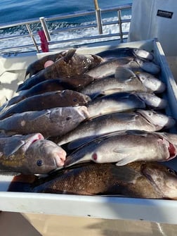 Tautog Fishing in Montauk, New York