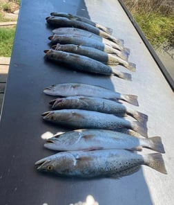 Speckled Trout / Spotted Seatrout fishing in Texas City, Texas