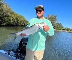 Jack Crevalle Fishing in Sarasota, Florida