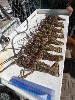 Lobster, Red Snapper, Skipjack Tuna, Yellowtail Amberjack Fishing in Tavernier, Florida