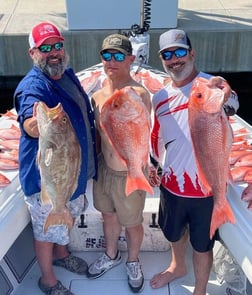 Amberjack, Red Grouper, Red Snapper, Yellowtail Snapper Fishing in Clearwater, Florida