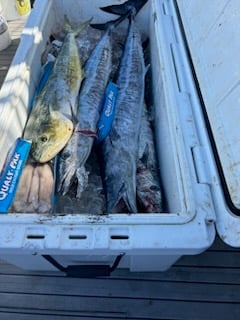 Skipjack Tuna Fishing in Pompano Beach, Florida