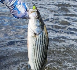 Sheepshead Fishing in Mount Pleasant, South Carolina