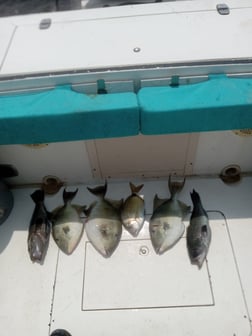 Red Snapper Fishing in St. Marys, Georgia