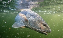 Tarpon Fishing in Jupiter, Florida