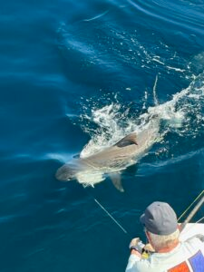 Mutton Snapper Fishing in Fort Lauderdale, Florida