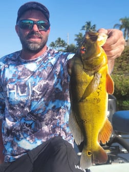 Peacock Bass Fishing in Wellington, Florida