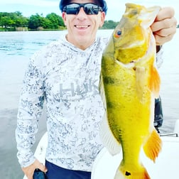 Clown Knifefish, Peacock Bass Fishing in Delray Beach, Florida