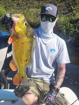 Peacock Bass Fishing in Wellington, Florida