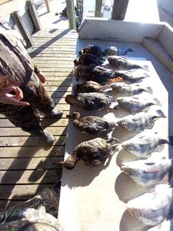 Black Drum, Black Duck Fishing in Houston, Texas