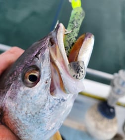 Speckled Trout Fishing in Trails End, North Carolina